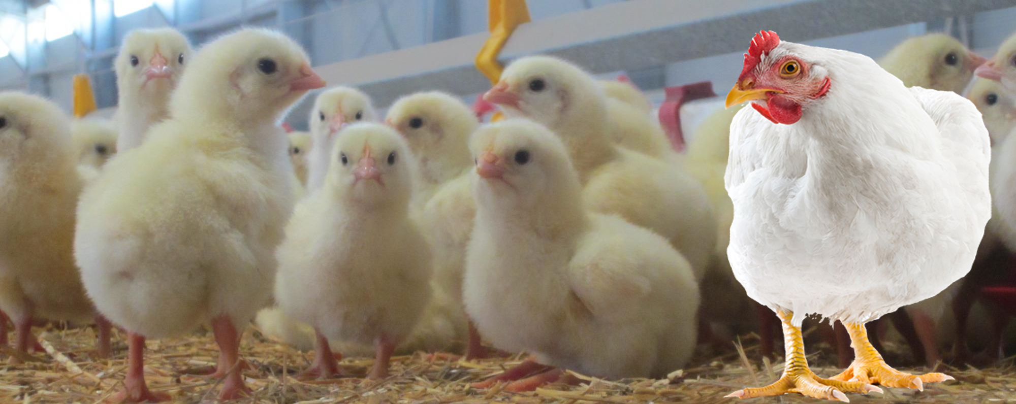 Healthy Poultry Farming - Maximizing the Profitability