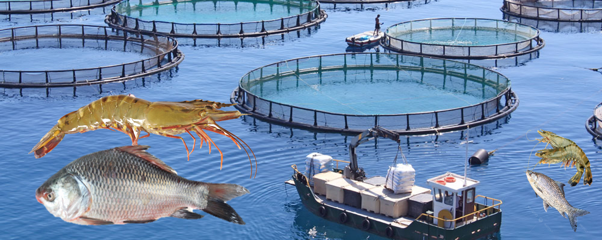 Quality Products and Services for Sustainable Aquaculture